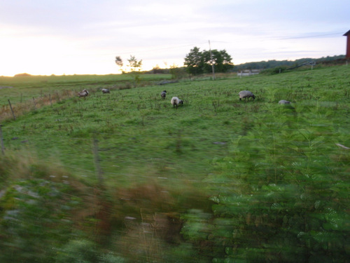 <i>Hej Hej</i> Sheep.